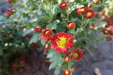 Closeup of red and yellow flowers of Chrysanthemums in October