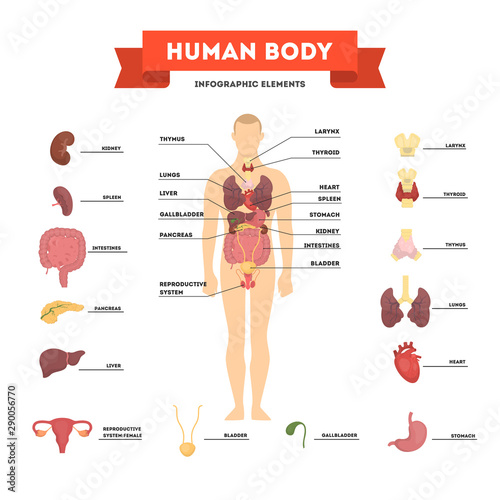 Human anatomy concept. Male body with set of internal organ