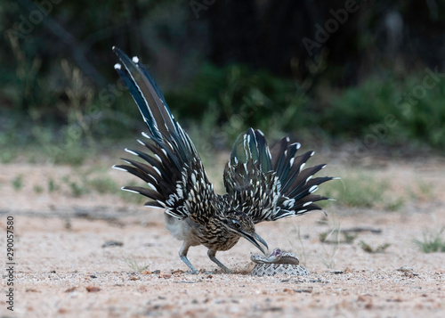 фотографія Greater roadrunner with Western Diamondback Rattlesnake