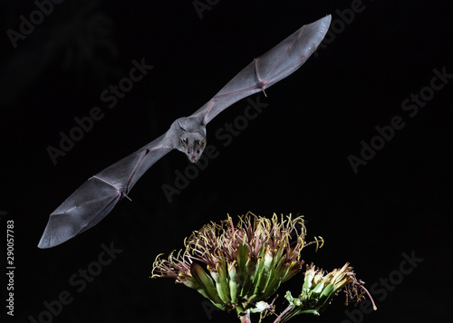 Mexican long-tongued bat at night getting nectar in Southern Arizona photo