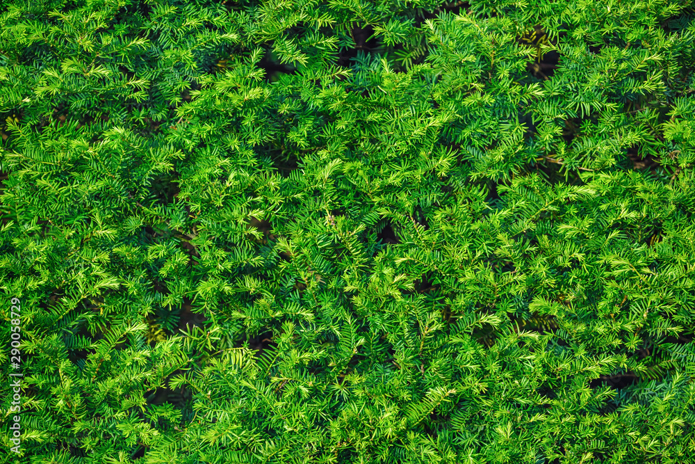 Close-up fragment of a coniferous green hedge. Close-up fragment of a coniferous green hedge.