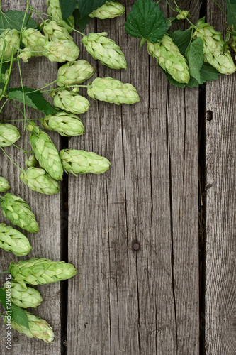 Hop twigs frame over wooden cracked table background. photo