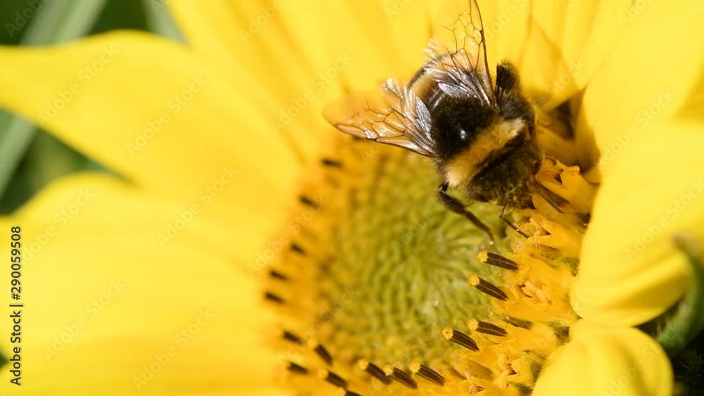 Sunflower rocking in the wind with a bumblebee foraging on the bright yellow flower.