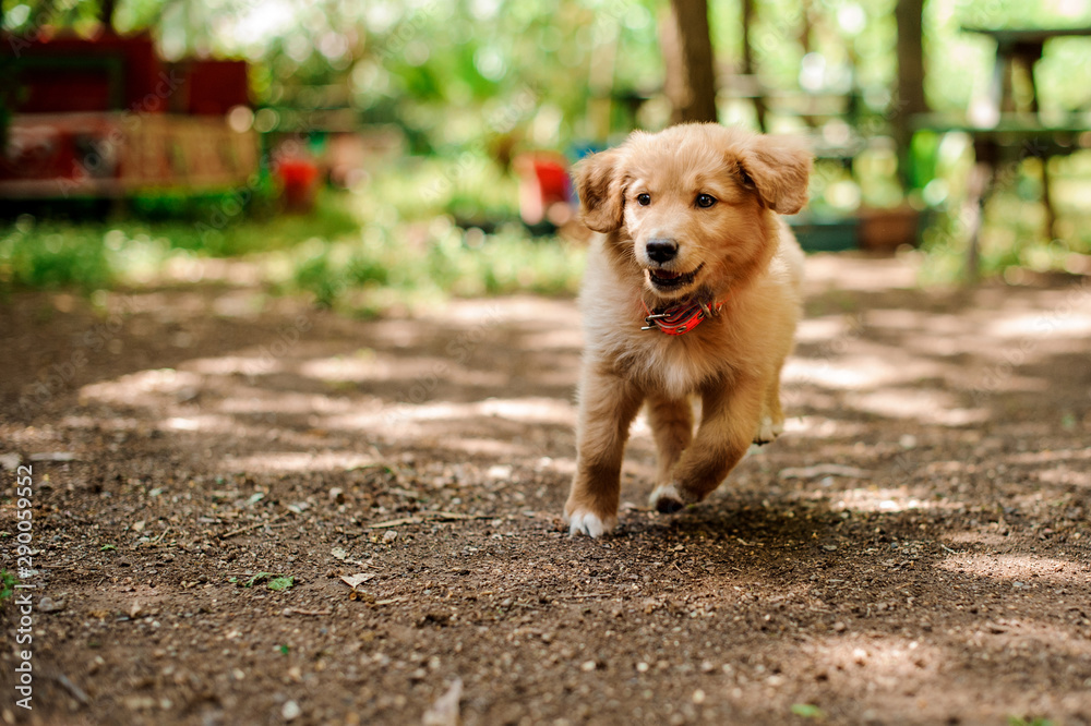 Ginger color dog running to the photographer Ginger color dog running to the photographer