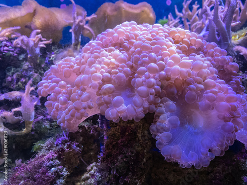 The beautiful bubble coral photo