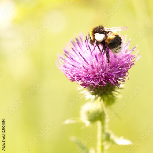 workaholic bee collects nectar and pollen from a flower © guppys