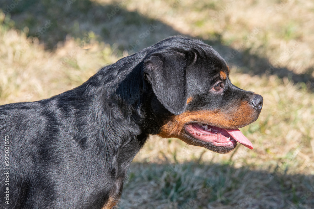 Rottweiler dog on the green grass outdoor Rottweiler dog on the green grass outdoor