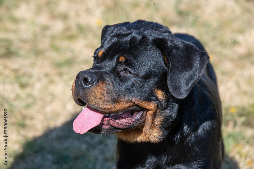 Rottweiler dog on the green grass outdoor Rottweiler dog on the green grass outdoor