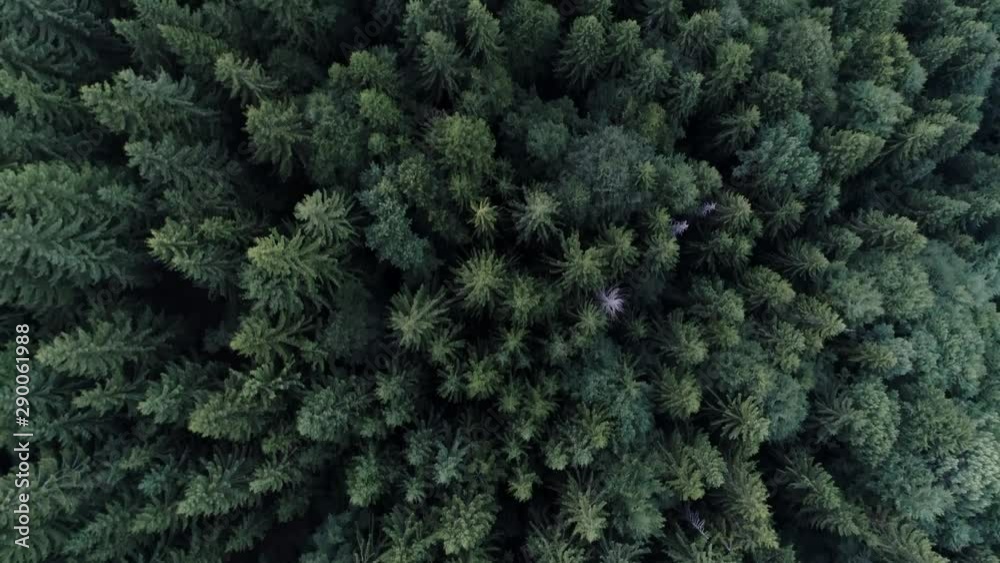 Beautiful view from a height of a wild forest in Romania Beautiful view from a height of a wild forest in Romania