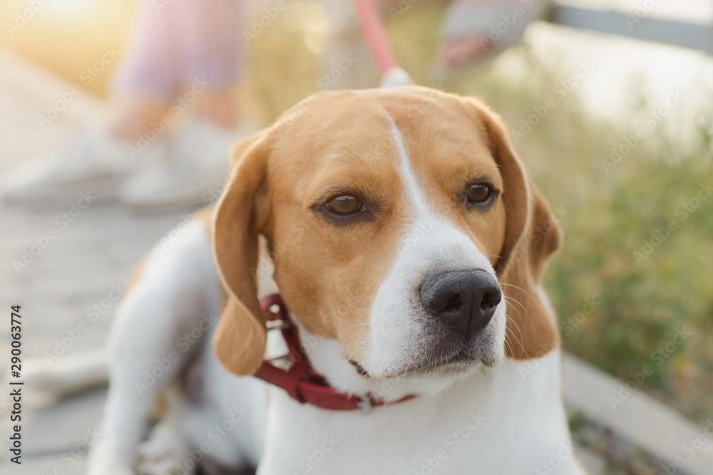 popular pet beagle dog standing on the road and looks popular pet beagle dog standing on the road and looks