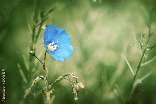 Blue flax flower on a green background, Linum usitatissimum photo