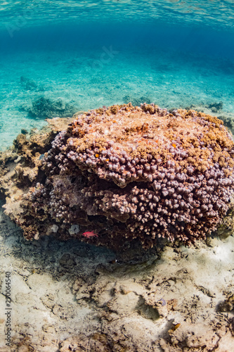 加計呂麻島の珊瑚礁と熱帯魚