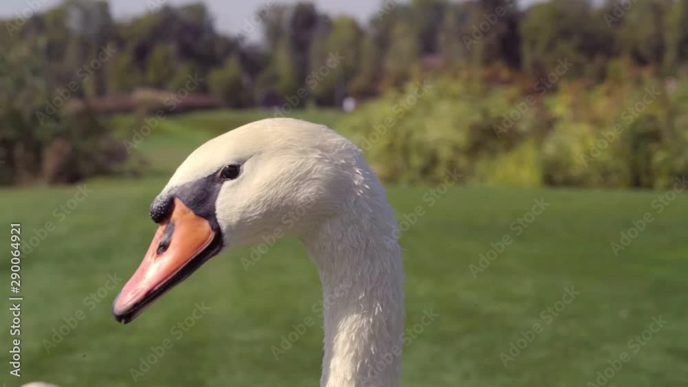 Close up on the head of a white mute swan Close up on the head of a white mute swan