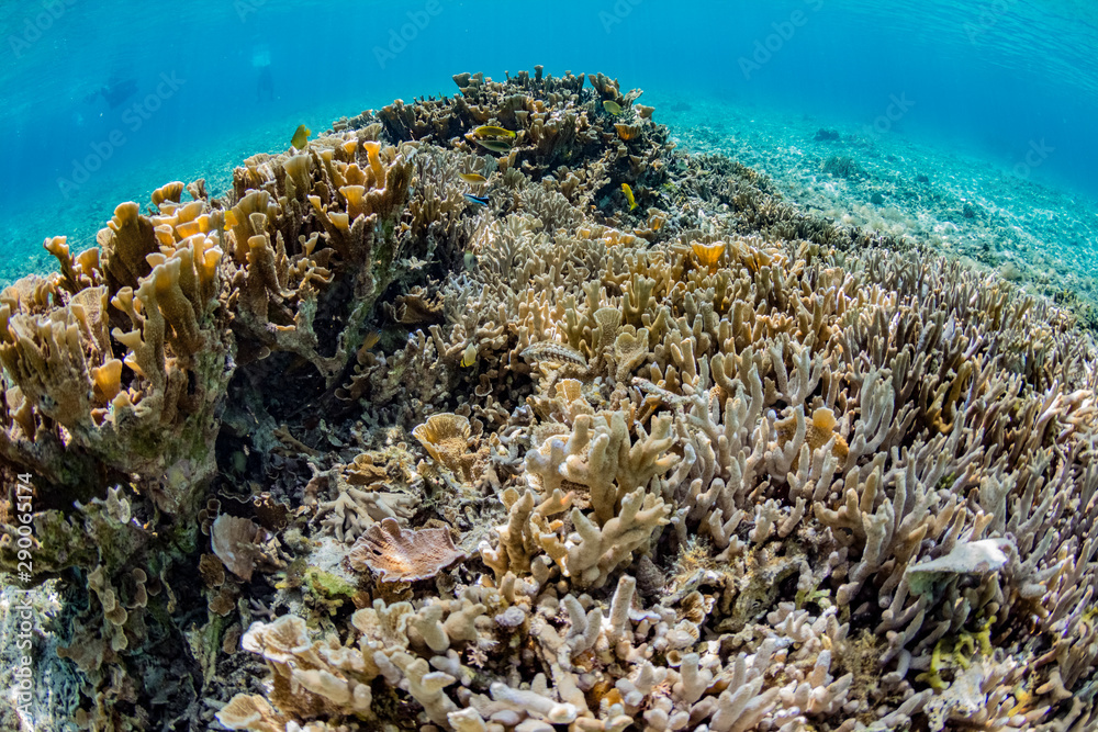 加計呂麻島の珊瑚礁と熱帯魚