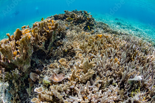 Fototapeta Naklejka Na Ścianę i Meble -  加計呂麻島の珊瑚礁と熱帯魚
