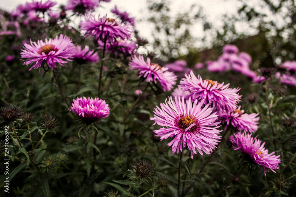 Daisy flower Daisy flower