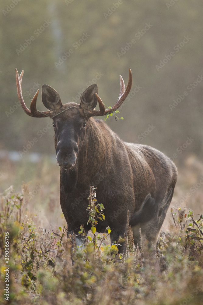 Mammal - bull moose (Alces) Mammal - bull moose (Alces)