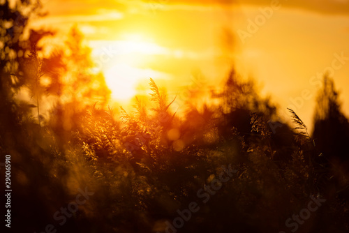 Bent Grass background on the summer sunrise . Bright natural bokeh. Soft focus. Abstract nature background .