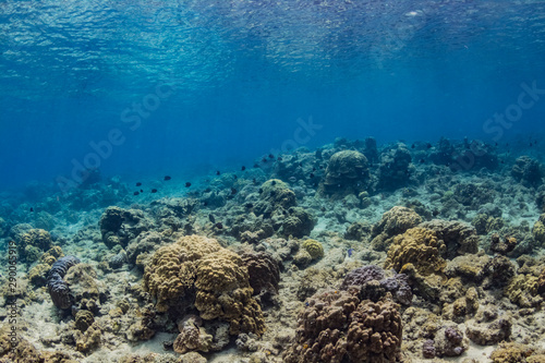 加計呂麻島の珊瑚礁と熱帯魚