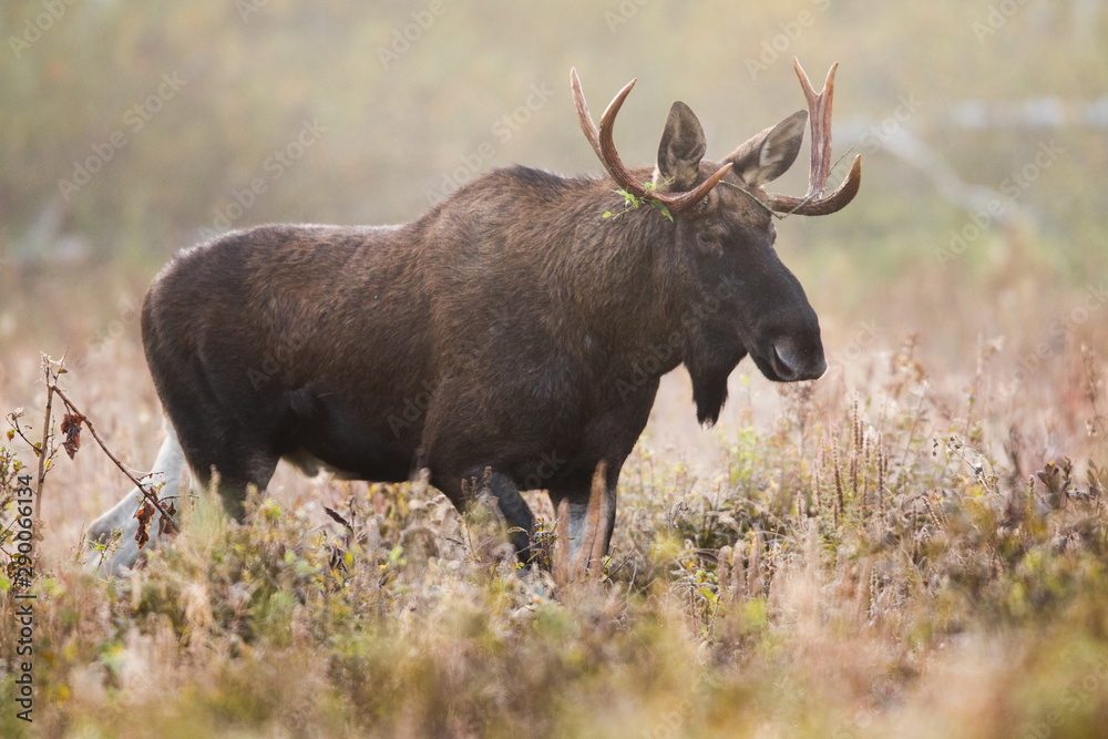 Mammal - bull moose (Alces) Mammal - bull moose (Alces)