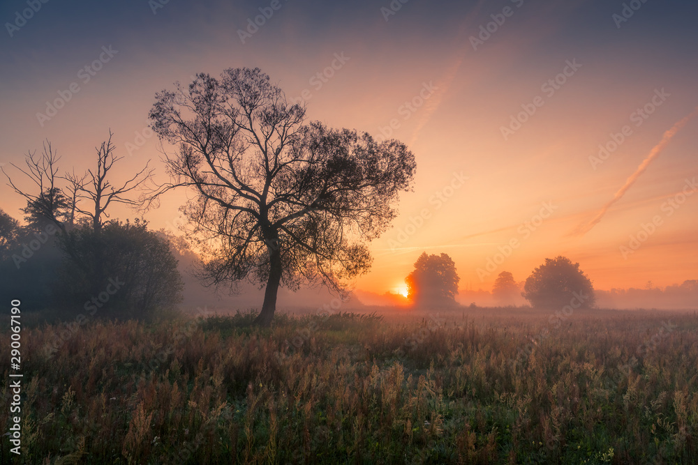 A tree during a misty sunrise near Piaseczno - obrazy, fototapety, plakaty 
