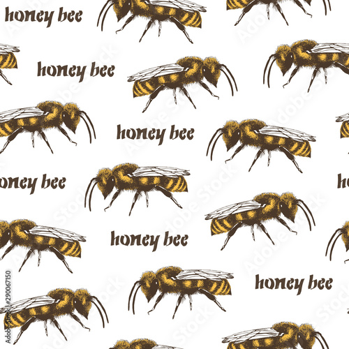 Honey bee and honeycombs color vector seamless pattern in engraving style on white background