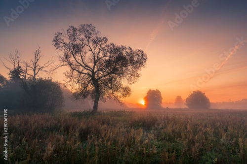 Obraz na płótnie A tree during a misty sunrise near Piaseczno w salonie