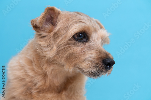 Norfolk terrier dog against light blue background