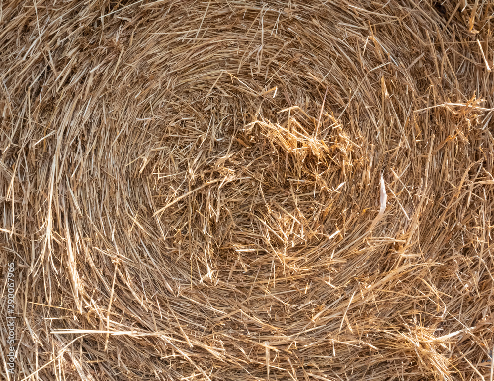 dry straw texture background dry straw texture background