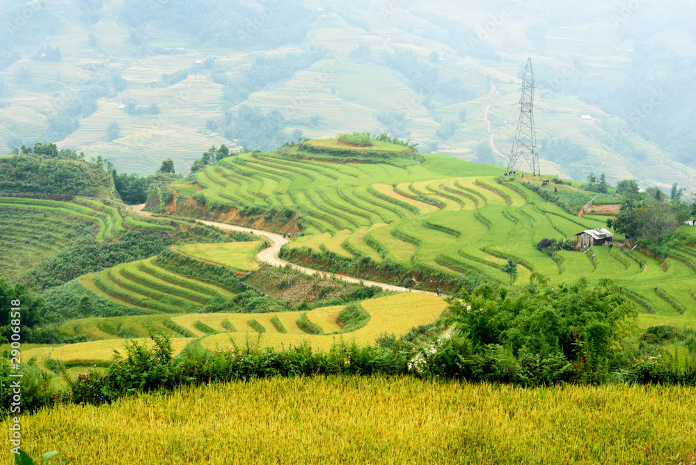 Fototapeta premium Rice field