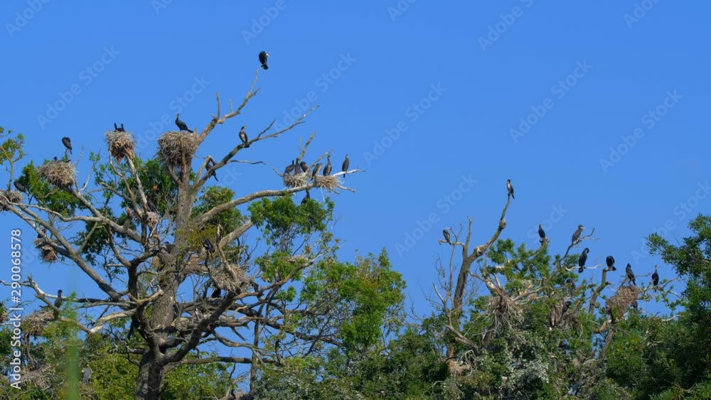 Great cormorant (Phalacrocorax carbo) colony Great cormorant (Phalacrocorax carbo) colony