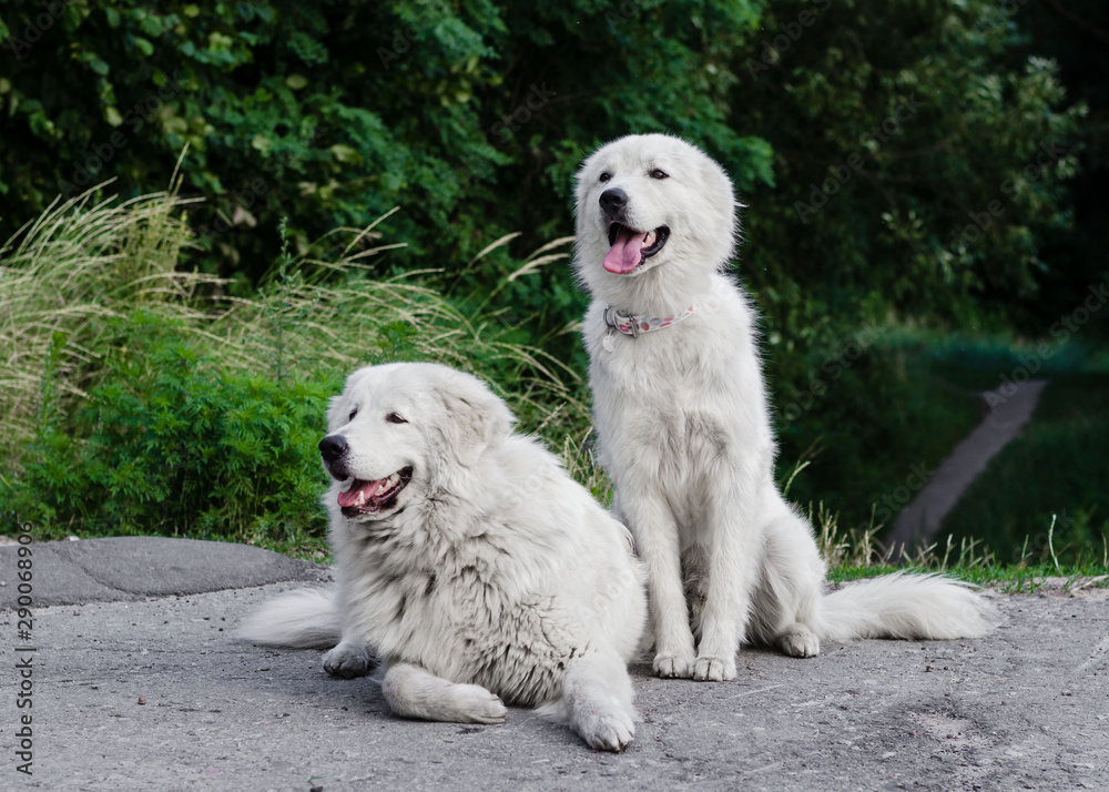 Maremmo-Abruzzo Shepherd Dog. Two white fluffy shepherd dogs near the forest. Very beautiful two white dogs