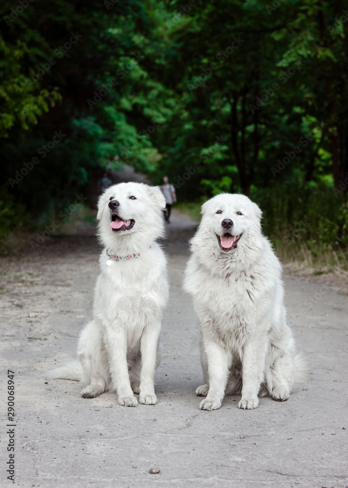 Maremmo-Abruzzo Shepherd Dog. Two white fluffy shepherd dogs near the forest. Very beautiful two white dogs Maremmo-Abruzzo Shepherd Dog. Two white fluffy shepherd dogs near the forest. Very beautiful two white dogs