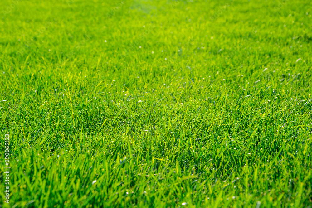 Green grass background in a sunny day