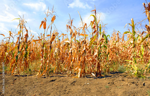 Dried corn stalks and cracked earth in hot summer drought at corn field