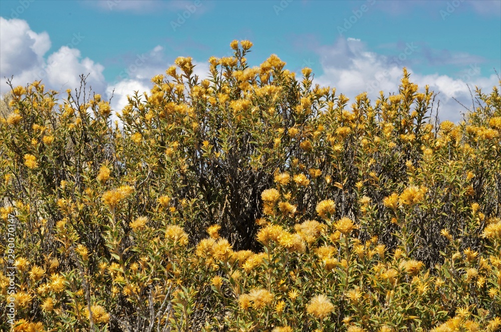 Fototapeta premium Flowers
