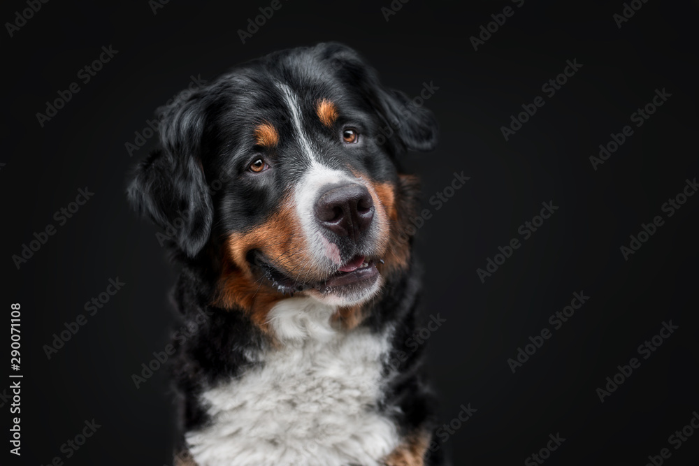 Portrait von Berner Sennenhund vor schwarzem Hintergrund