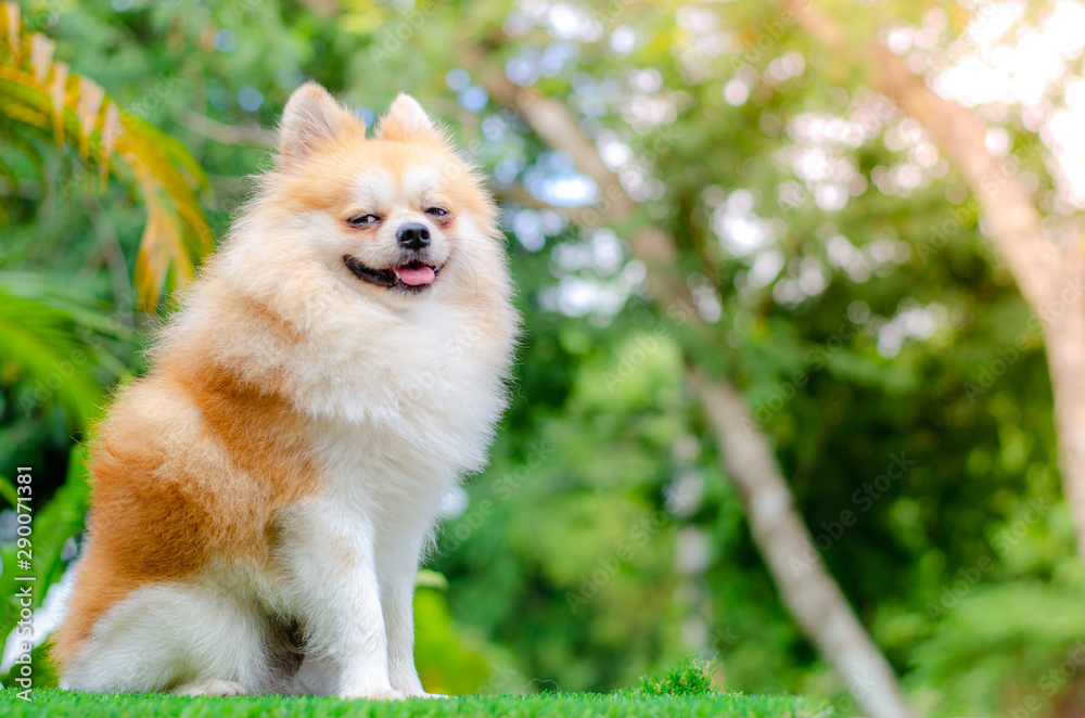 cute pomeranian dog relax on green grass, cute pomeranian dog relax on green grass,