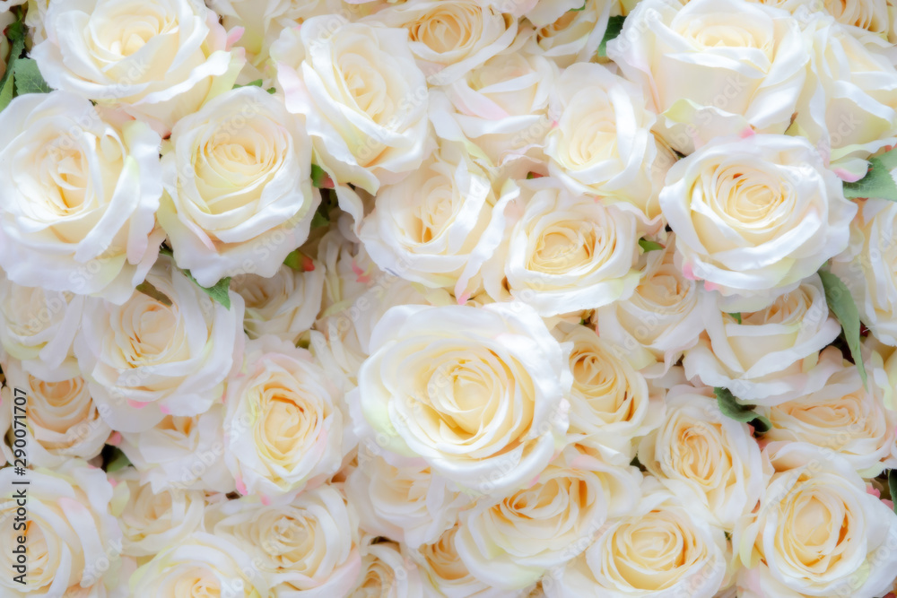 Blurred of sweet rose in pastel color style on soft blur bokeh texture for background Blurred of sweet rose in pastel color style on soft blur bokeh texture for background