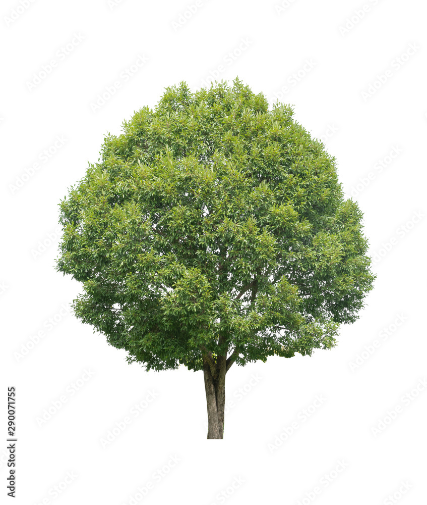 Fototapeta premium tree