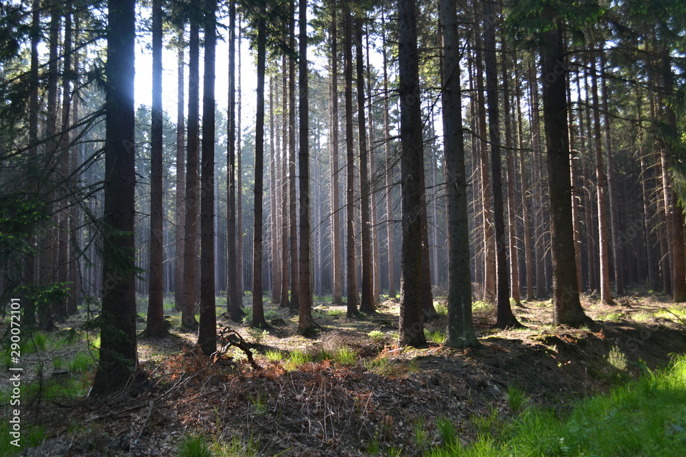 Obraz premium Sonne im Wald