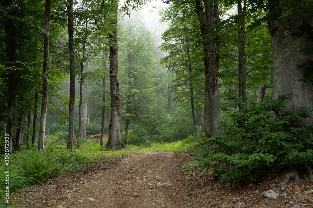 Picture of foggy forest on summer Picture of foggy forest on summer