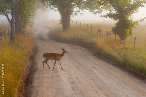 A deer crosses a dirt road between two fields in the fog of early morning. Cades Cave,Great Smokey Mountain National Park.
