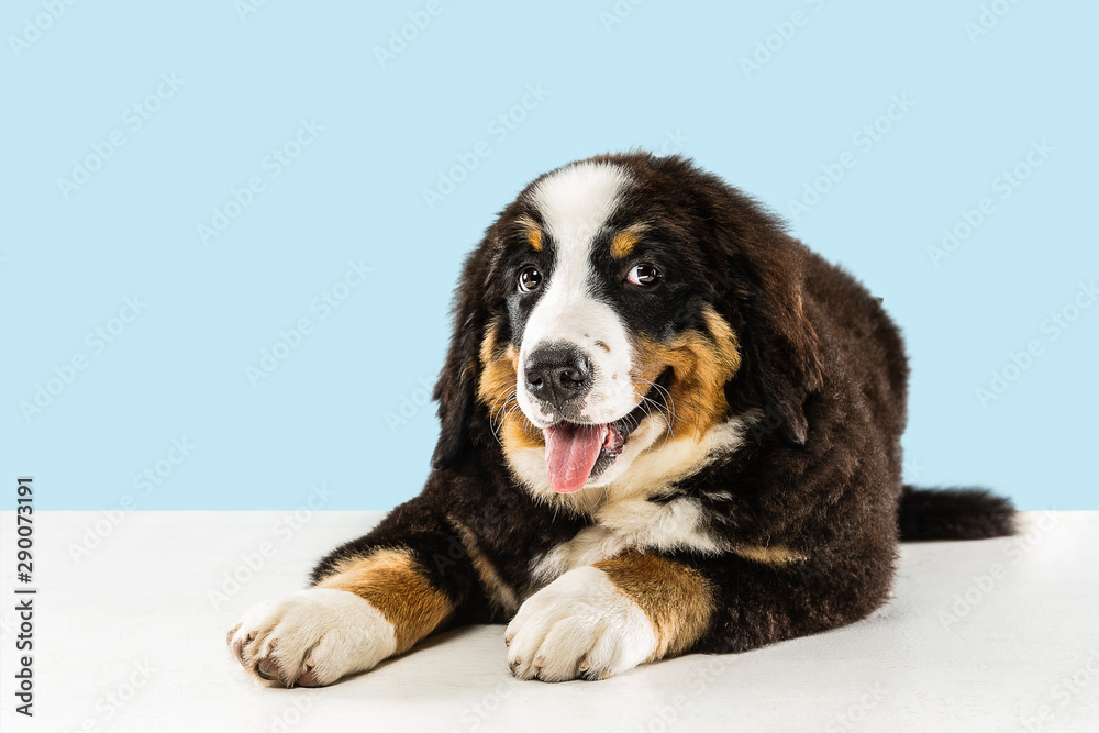 Berner sennenhund puppy posing. Cute white-braun-black doggy or pet is playing on blue background. Looks attented and playful. Studio photoshot. Concept of motion, movement, action. Negative space.