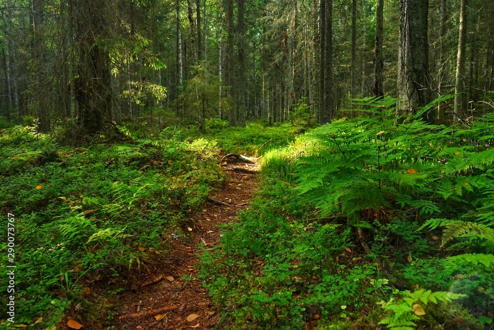 Fototapeta premium Path in the beautiful forest