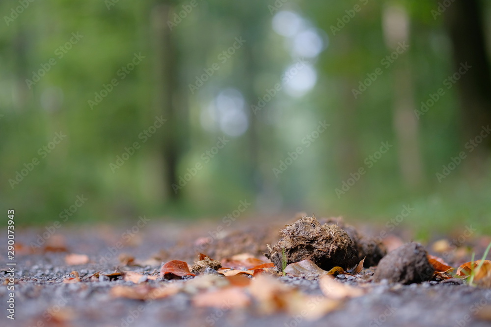 Pferdeäpfel auf Waldweg Pferdeäpfel auf Waldweg