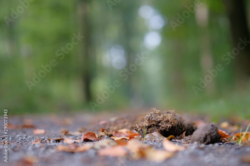 Pferdeäpfel auf Waldweg