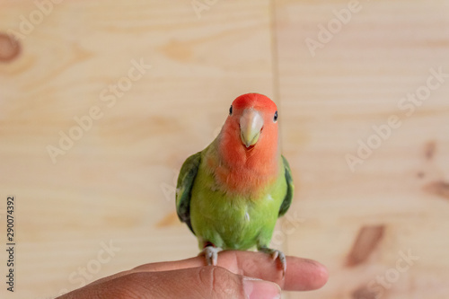 a lovebird of the species roseicolli playing with a wooden background photo