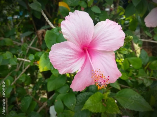 pink flower in garden