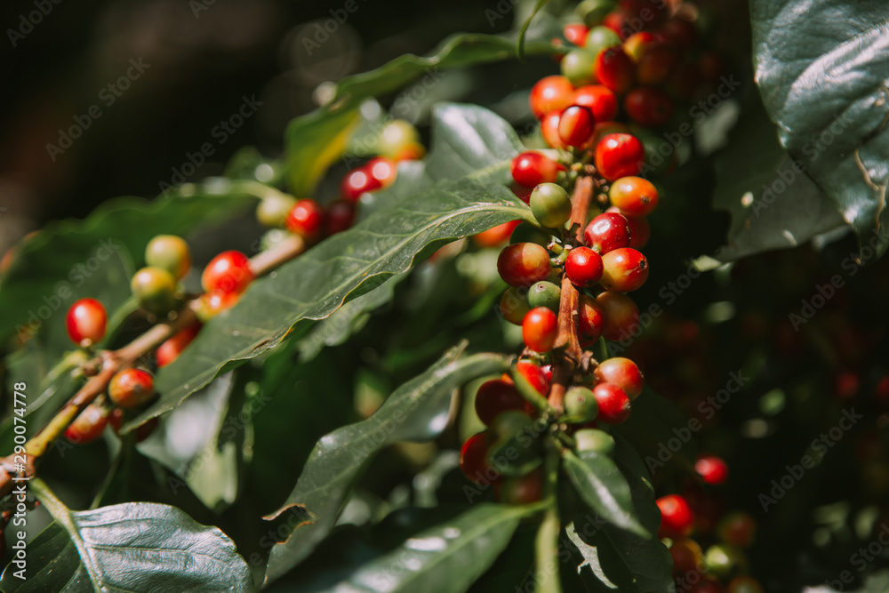Fresh coffee beans in red on the tree.